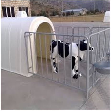 Açık Alan Buzağı Kulübesi