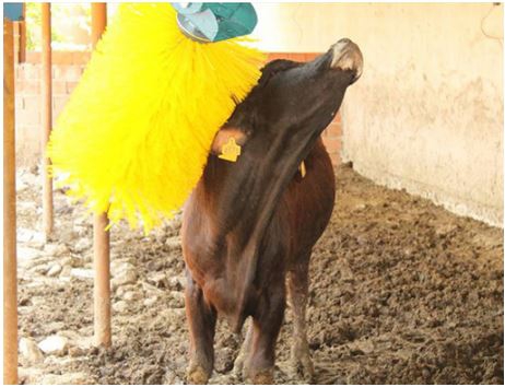 Kaşıntı Fırçası