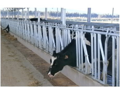 Tek Açılır Yemleme Kilidi